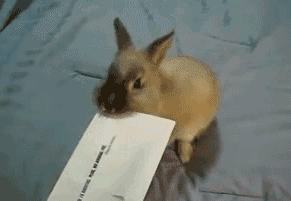 Кролик открывает письмо