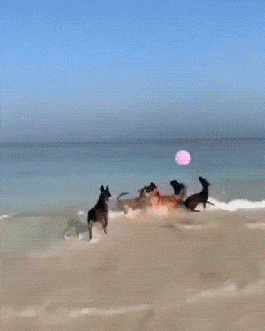 Собаки и воздушный шарик