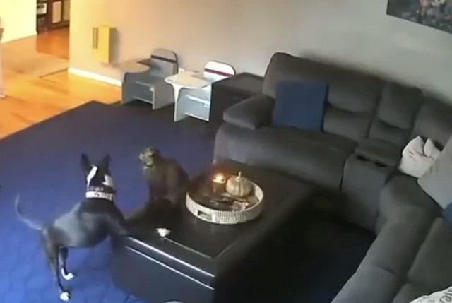 Кот и собака в комнате