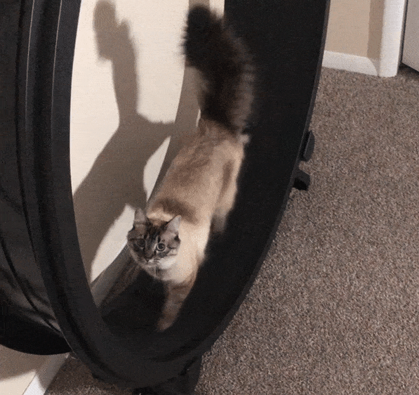 Кот в колесе