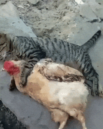 Кот и курица