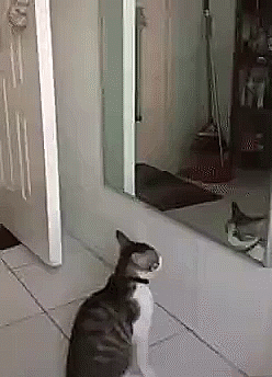 Кот и отражение в зеркале