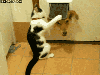 Кот и пес у двери