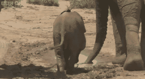 Упавший слоненок