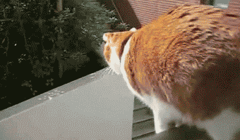 Мощный прыжок кота