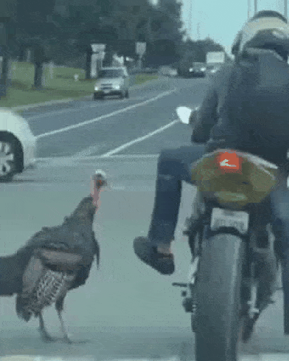 Птица и мотоциклист