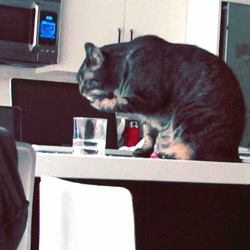 Кот пьет из стакана