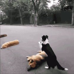 Собака перепрыгивает других собак