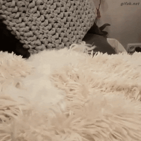 Собака в одеяле
