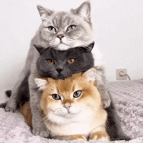 Трио котиков