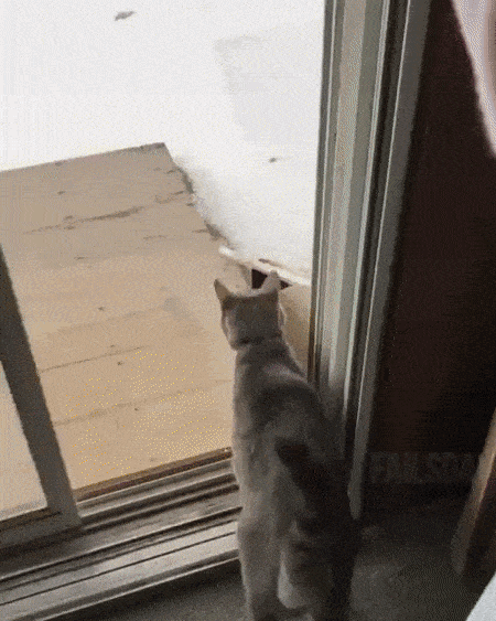 Кот увидел снег на улице