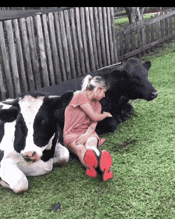 Девушка о коровы