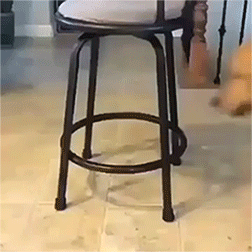 Собака под стулом