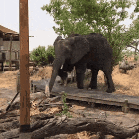 Аккуратный слон