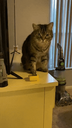 Кот сбрасывает вещи со стола