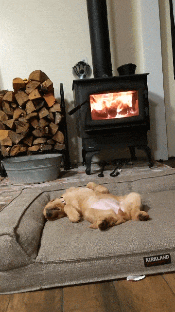 Отдыхающий пёс