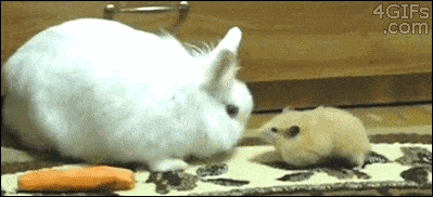 Заяц и хомяк