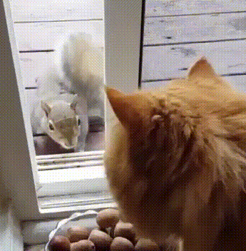 Кот и белка