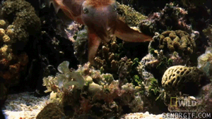 Осьминог под водой