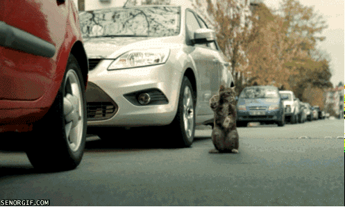 Кот паркует авто