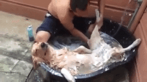 Собака принимает ванну