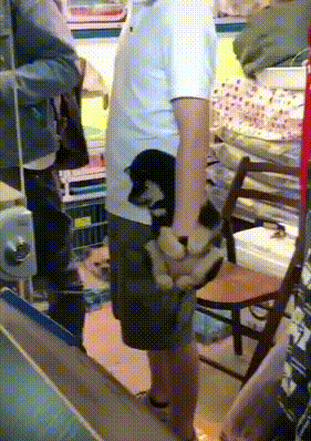 Собака на руке