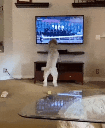 Собака смотрит телевизор