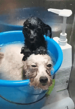 Собаки принимают ванну