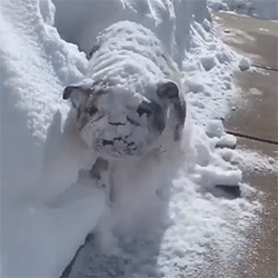 Бульдог в снегу