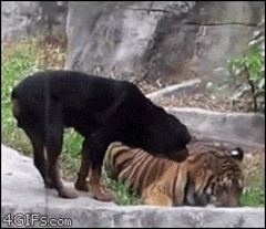 Собка и тигр