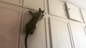 Кот открывает шкафчик
