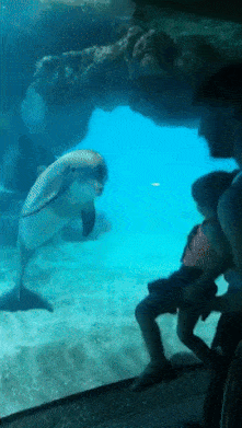 Дельфин и ребенок