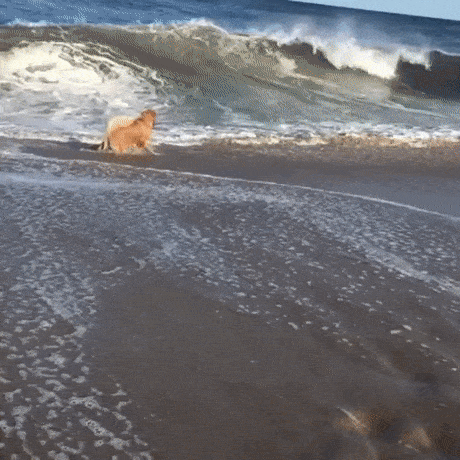 Собака играет на волнах