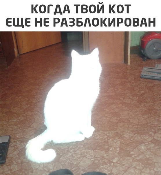Смешные фото вечер 12 января 2021