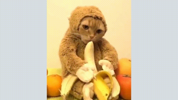Кот и банан