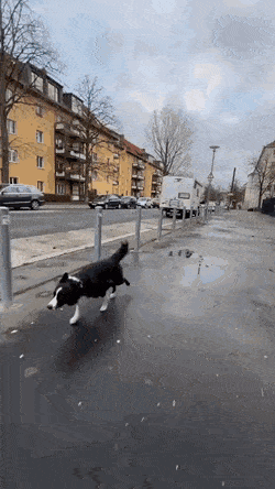 Собака и препятствия