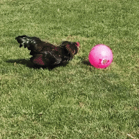 Петух играет в мяч