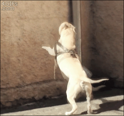 Собака бегает по стенам