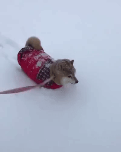 Собака в глубоком снегу