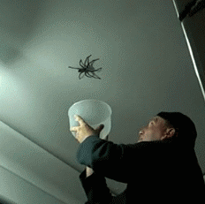 Попытка поймать паука