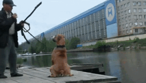 Собака затащила хозяина в воду