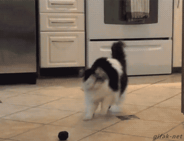 Кот играет с мячиком