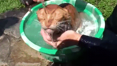 Кот купается в тазике