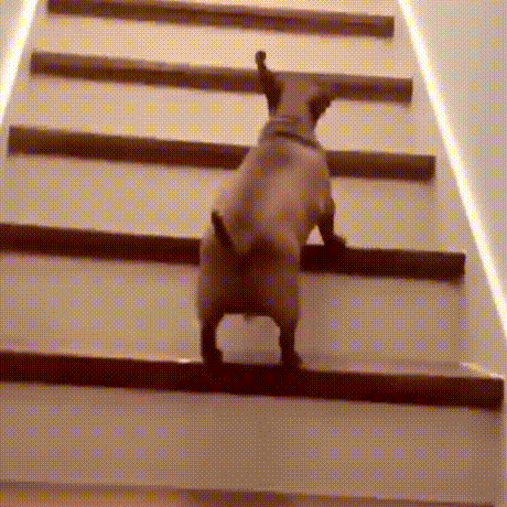 Такса на лестнице