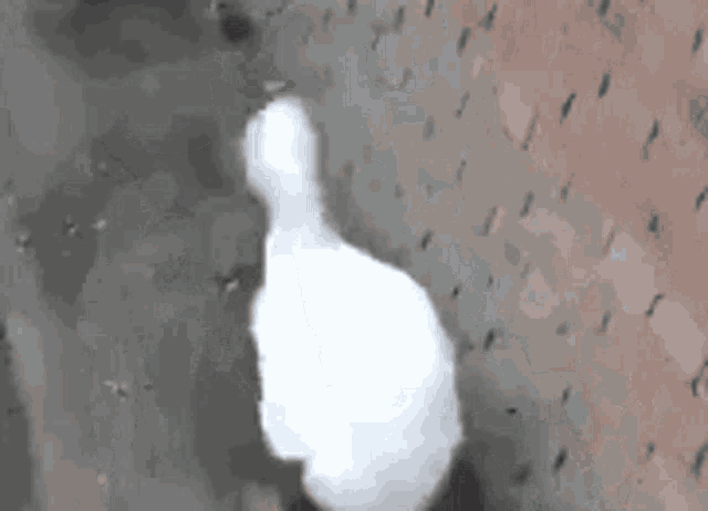 Танцующая утка