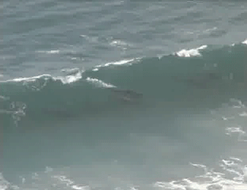 Дельфины на волнах