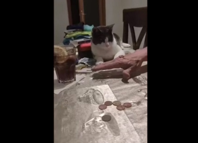 Игра с котом