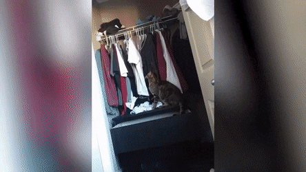 Кот копается в одежде