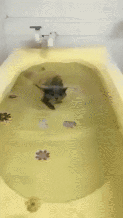 Кот плавает в ванне