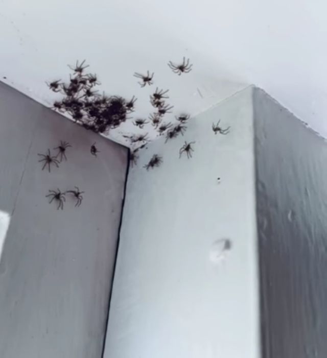 Теперь это наш дом: комнату женщины из Сиднея заполонили смертоносные  пауки-охотники (4 фото + видео) » Триникси